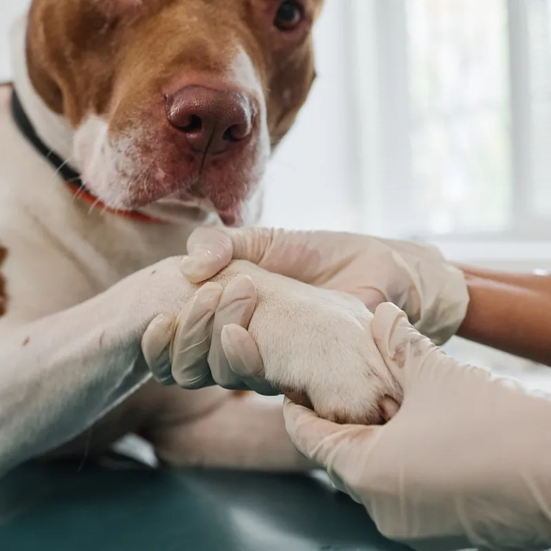 犬の足を優しく支える手