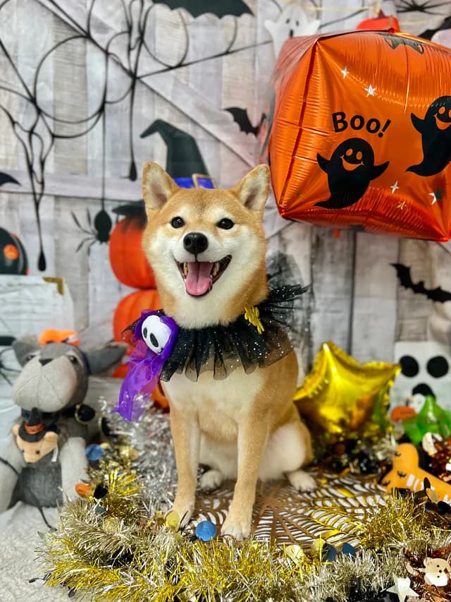 当院でトリミングした犬・猫の仕上がりの一例 3