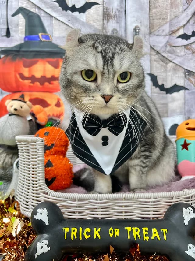 当院でトリミングした犬・猫の仕上がりの一例 8