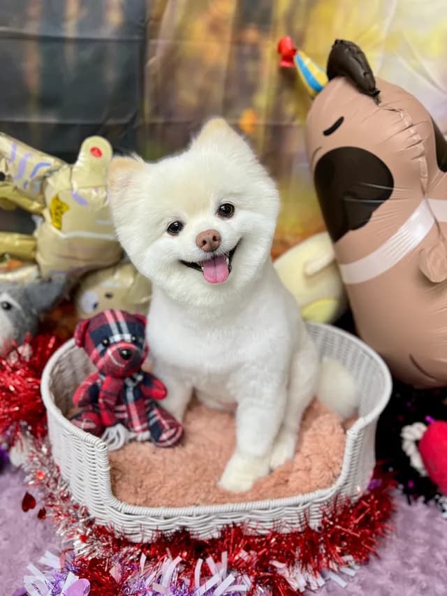 当院でトリミングした犬・猫の仕上がりの一例 6