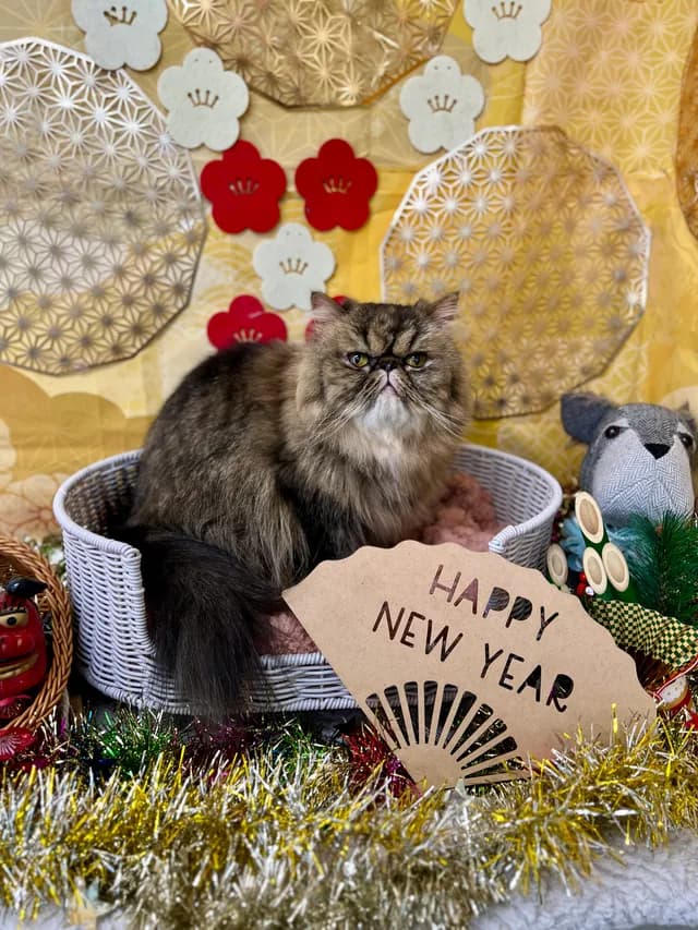 当院でトリミングした犬・猫の仕上がりの一例 15