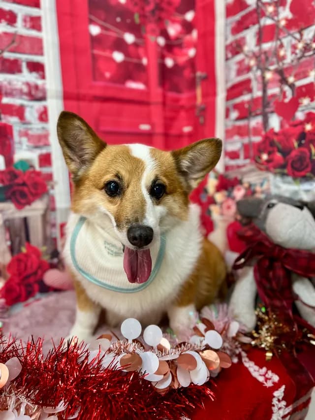 当院でトリミングした犬・猫の仕上がりの一例 1
