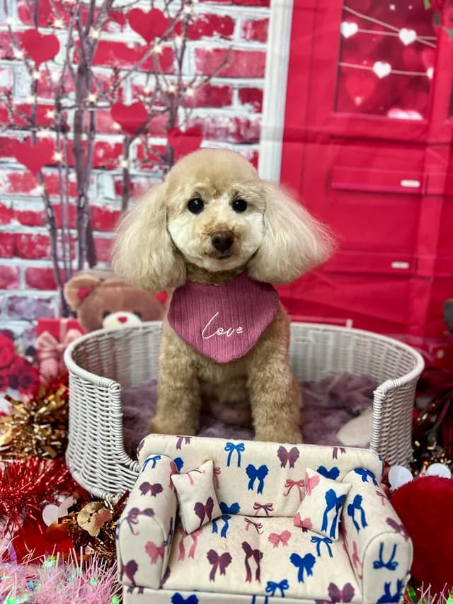 当院でトリミングした犬・猫の仕上がりの一例 7