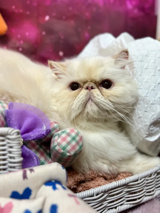 当院でトリミングした犬・猫の仕上がりの一例 9