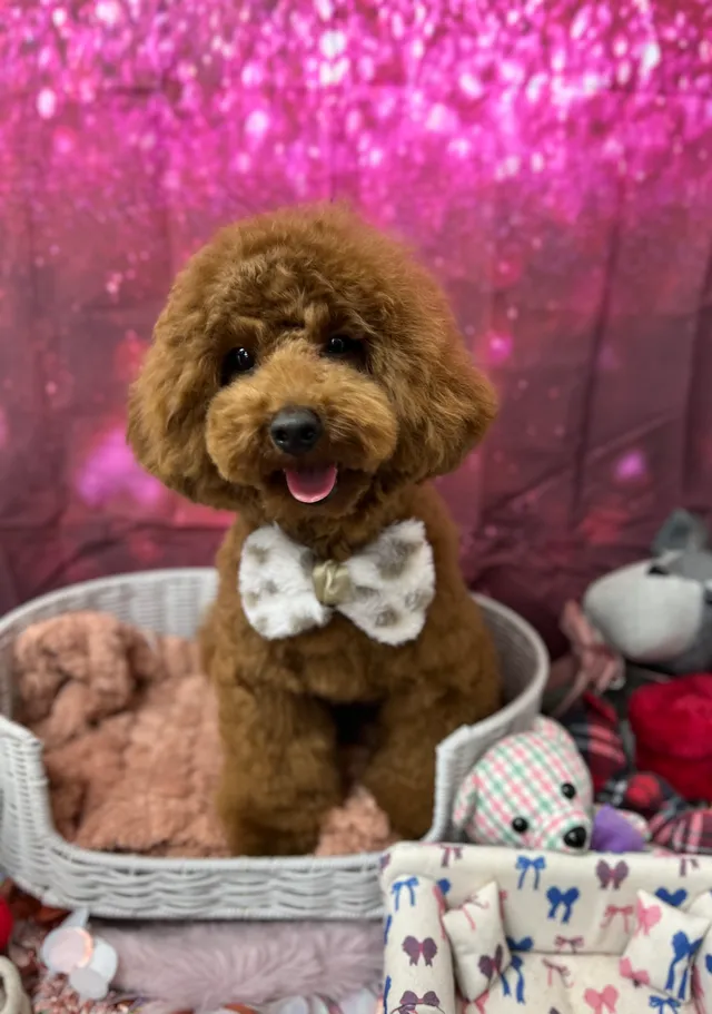 当院でトリミングした犬・猫の仕上がりの一例 5