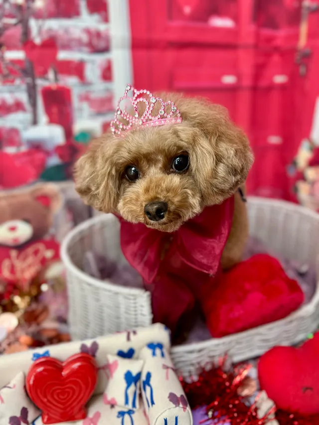 当院でトリミングした犬・猫の仕上がりの一例 13