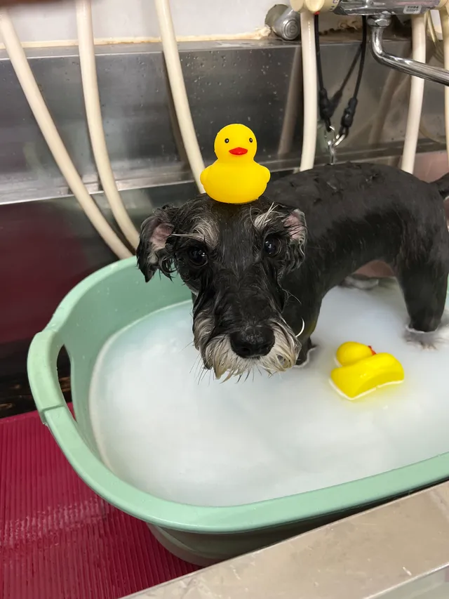 当院でトリミングした犬・猫の仕上がりの一例 14